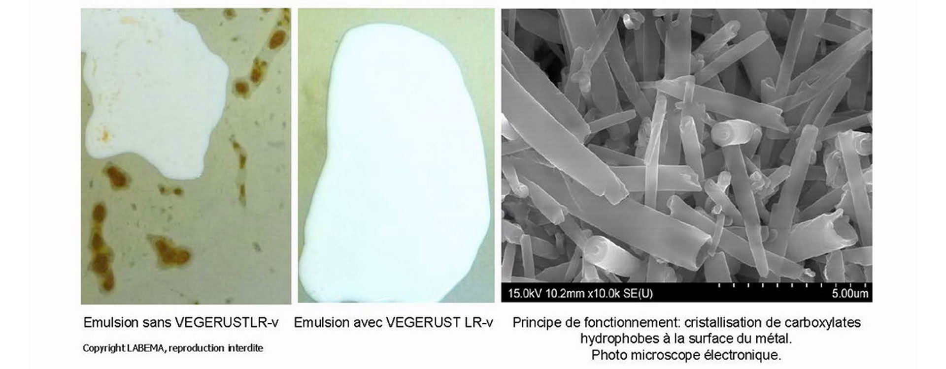 VEGERUST LR-v Labema future is vegetal