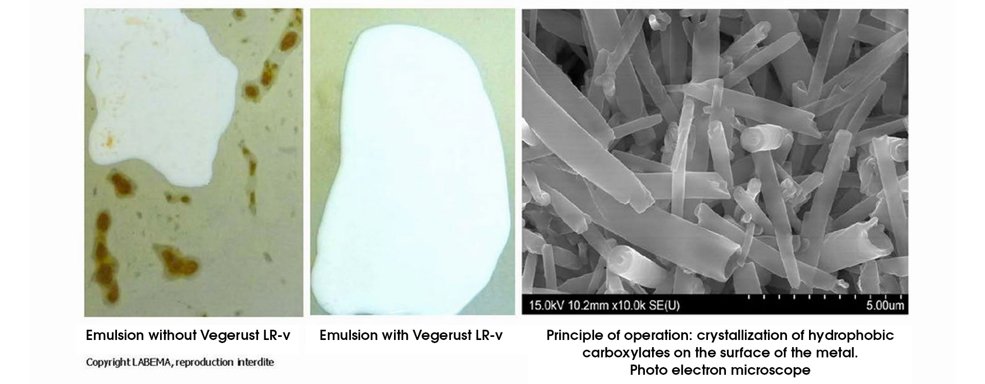 VEGERUST-LR-v-Labema-future-is-vegetal